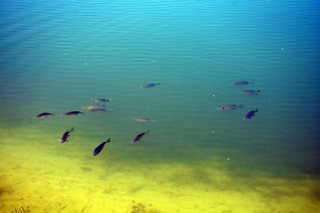 5689 Loveland Rd fish